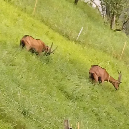 Apartmán Alpendorf, Austria
