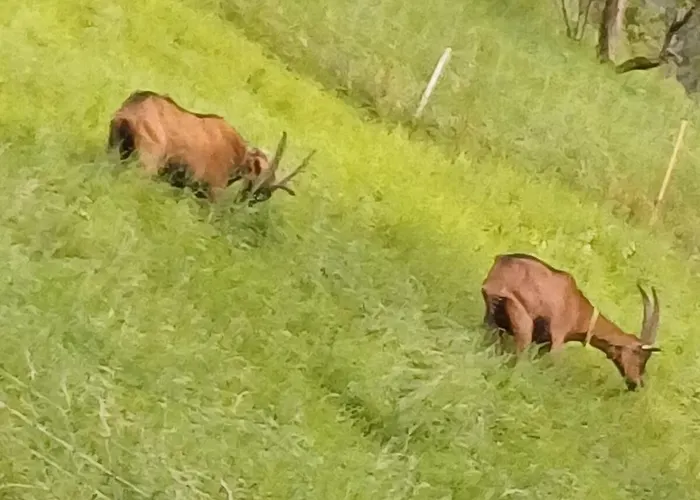 شقة Alpendorf, Austria
